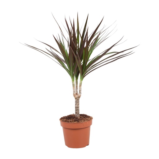 "Dracaena Magenta - Ø12cm - ↕50cm image"