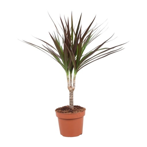 "Dracaena Magenta - Ø12cm - ↕50cm image"
