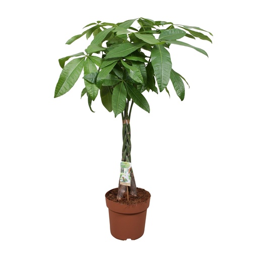 "Pachira Aquatica - Ø24cm - ↕120cm image"