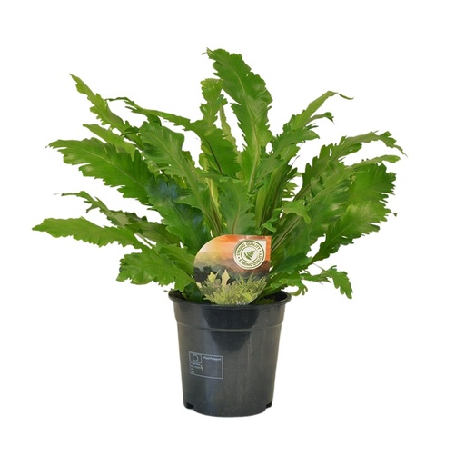 "Asplenium Campio - Ø17cm - ↕50cm image"