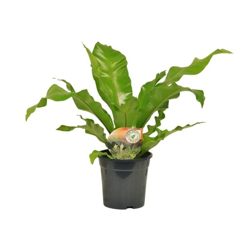 "Asplenium Nidus - Ø17cm - ↕60cm image"