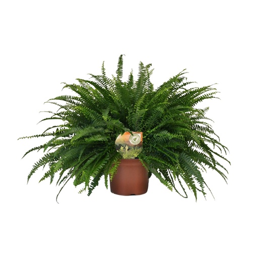"Nephrolepis Green Lady - Ø19cm - ↕60cm image"