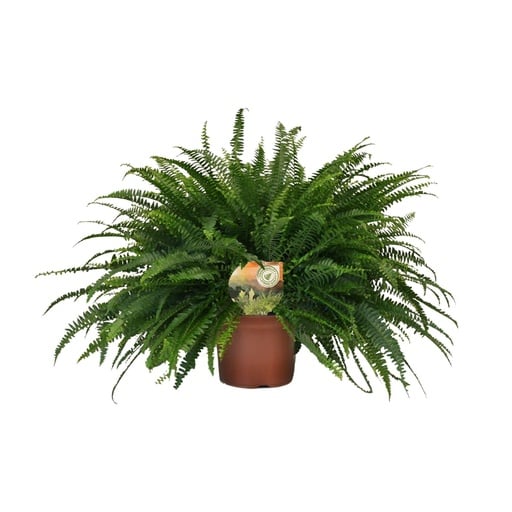 "Schwertfarn 'Green Lady' (Nephrolepis) – pflegeleichte Zimmerpflanze, Topf-Ø 19 cm, Höhe ca. 60 cm image"