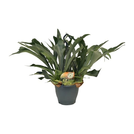"Geweihfarn (Platycerium bifurcatum) – pflegeleichte Zimmerpflanze, Topf-Ø 21 cm, Höhe ca. 50 cm image"
