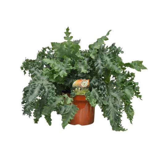"Goldtüpfelfarn (Phlebodium aureum) – pflegeleichte Zimmerpflanze, Topf-Ø 26 cm, Höhe ca. 60 cm image"