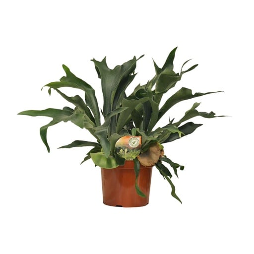 "Geweihfarn (Platycerium bifurcatum) – pflegeleichte Zimmerpflanze, Topf-Ø 26 cm, Höhe ca. 80 cm image"