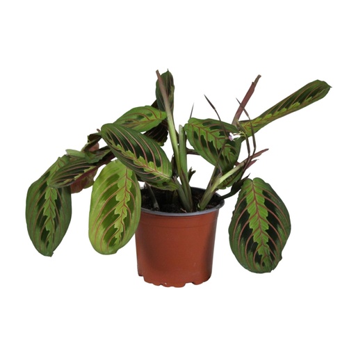 "Pfeilwurz (Maranta leuconeura) – pflegeleichte Zimmerpflanze, Topf-Ø 12 cm, Höhe ca. 30 cm image"