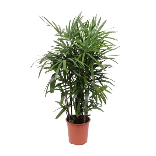 "Rhapis Excelsa - Ø27cm - ↕120cm image"