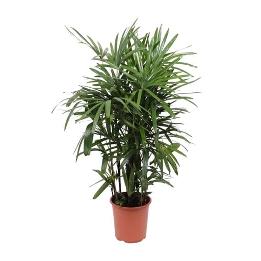 "Steckenpalme (Rhapis excelsa) – pflegeleichte Zimmerpflanze, Topf-Ø 27 cm, Höhe ca. 120 cm image"