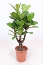 Ficus Lyrata verzweigt - Ø27cm - ↕120cm