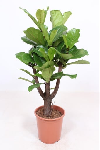 "Ficus Lyrata verzweigt - Ø27cm - ↕120cm image"