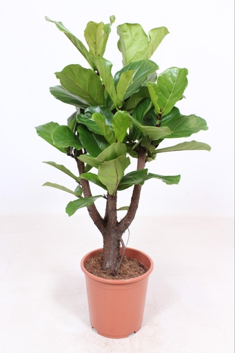 "Geigenfeige (Ficus lyrata) – pflegeleichte Zimmerpflanze, Topf-Ø 27 cm, Höhe ca. 120 cm image"