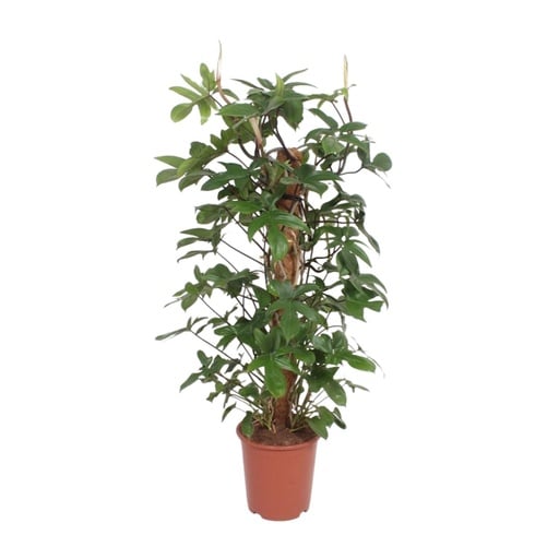 "Eichenblättriger Philodendron (Philodendron pedatum) – pflegeleichte Zimmerpflanze, Topf-Ø 27 cm, Höhe ca. 130 cm image"