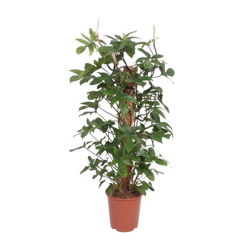 "Eichenblättriger Philodendron (Philodendron pedatum) – pflegeleichte Zimmerpflanze, Topf-Ø 27 cm, Höhe ca. 130 cm image"