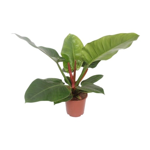 "Rötlicher Baumfreund (Philodendron erubescens) – pflegeleichte Zimmerpflanze, Topf-Ø 17 cm, Höhe ca. 60 cm image"