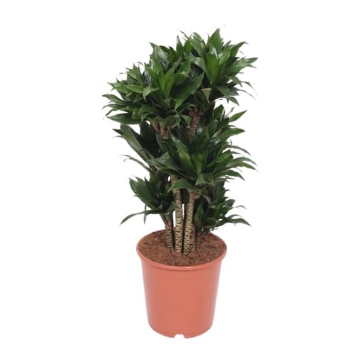"Dracaena Compacta - Ø24cm - ↕80cm image"