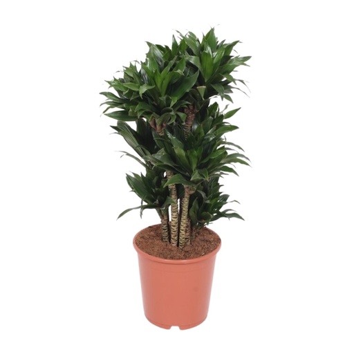 "Dracaena Compacta - Ø24cm - ↕80cm image"