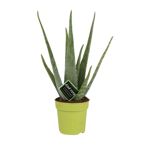 "Aloe Vera - Ø12cm - ↕45cm image"