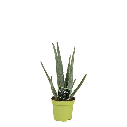 "Echte Aloe (Aloe vera) – pflegeleichte Zimmerpflanze, Höhe ca. 10,5 cm image"