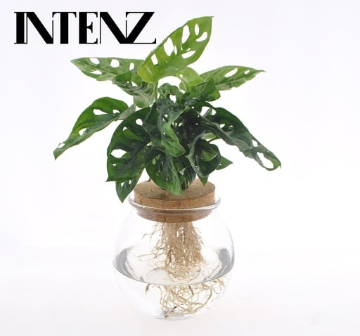 "Monstera Adansonii in Bolglas + Klikkurk - Ø12cm - ↕25cm image"