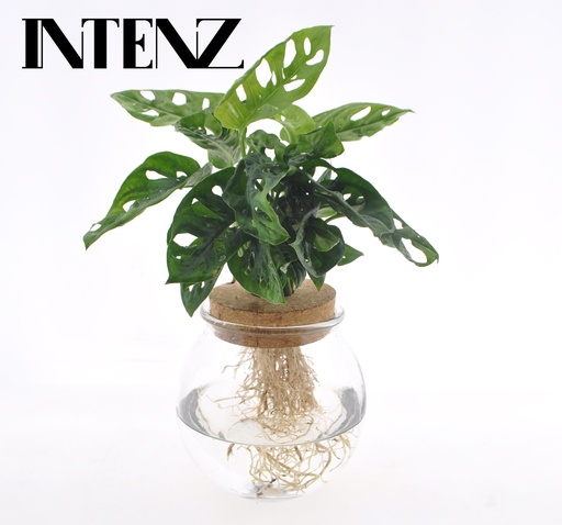 "Monstera Adansonii in Bolglas + Klikkurk - Ø12cm - ↕25cm image"