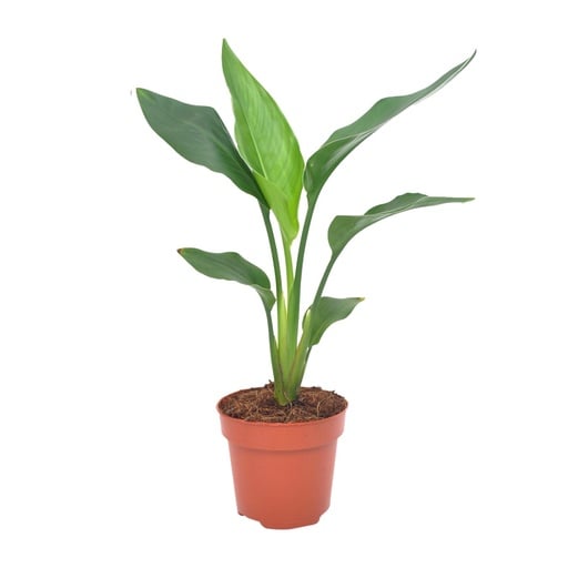 "Strelitzia Reginea - Ø12cm - ↕40cm image"