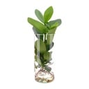 Clusia In Cylinder Glas - Ø12cm - ↕30cm