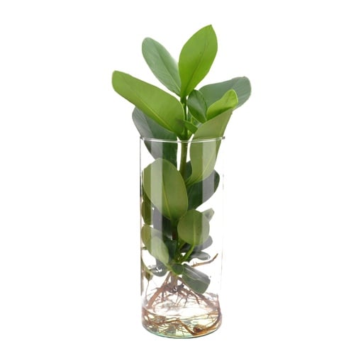 "Clusia In Cylinder Glas - Ø12cm - ↕30cm image"