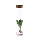 Clusia In Tube Glas - Ø5cm - ↕15cm