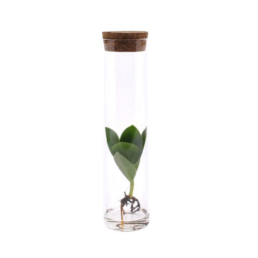 "Clusia In Tube Glas - Ø5cm - ↕15cm image"