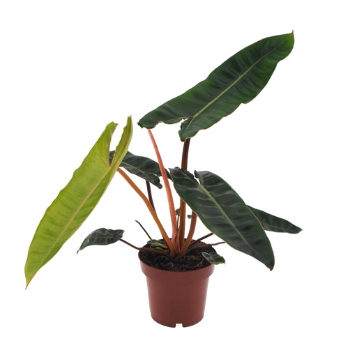 "Philodendron Billietiae - Ø12cm - ↕25cm image"