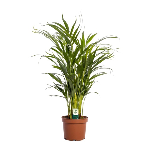 "Goldfruchtpalme (Dypsis lutescens) – pflegeleichte Zimmerpflanze, Topf-Ø 17 cm, Höhe ca. 65 cm image"