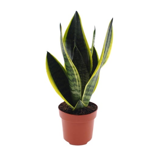 "Sansevieria Futura Superba - Ø12cm - ↕30cm image"
