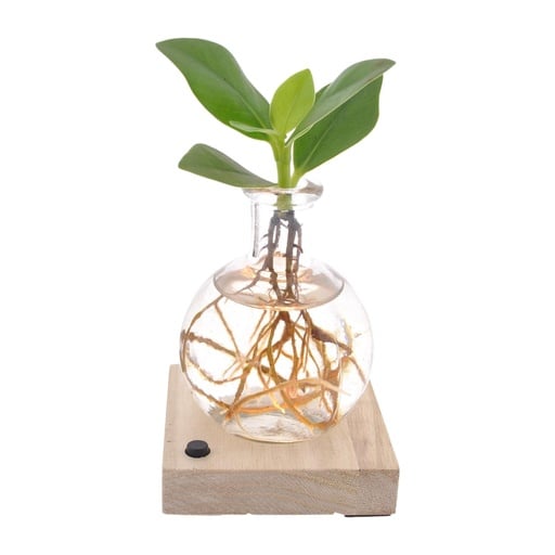 "Clusia In Samoa  LED - Ø5cm - ↕10cm image"