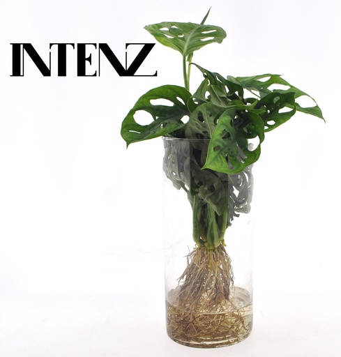 "Monstera  in Cylinder glas - Ø12cm - ↕25cm image"