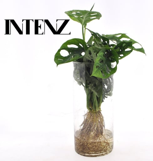 "Monstera  in Cylinder glas - Ø12cm - ↕25cm image"