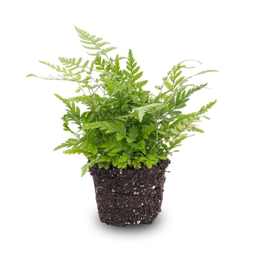 "Farn - Athyrium spicatum - Terrarienpflanze - Topfgröße 6 image"