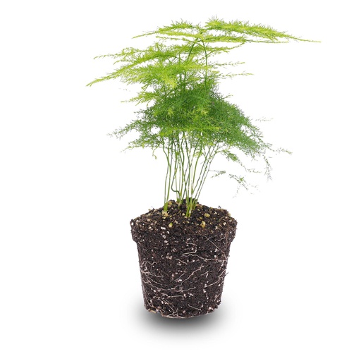 "Farnspargel (Asparagus setaceus) – pflegeleichte Zimmerpflanze image"