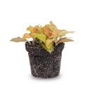 Fittonia Orange - Rosa - Ruby Lime - Mosaikpflanze - Topfgröße 8