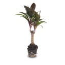 Mini-Palme - Cordyline fruticosa 'Purple Compacta' - Terrarienpflanze - Topfgröße 6