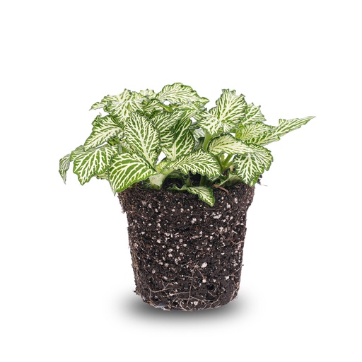 "Fittonia Weiß - White Tiger - Mosaikpflanze - Terrarienpflanze - Topfgröße 8 image"
