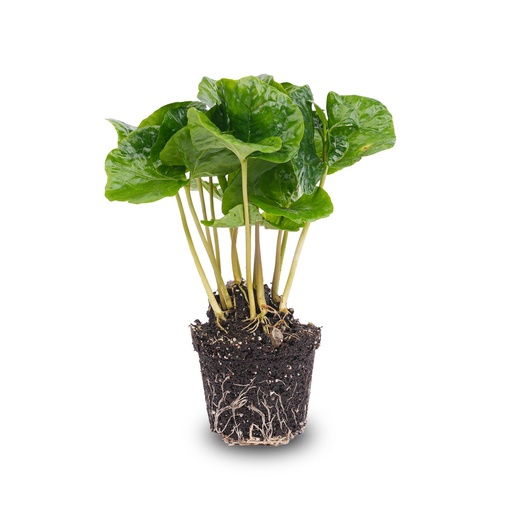 "Coffea Arabica - Kaffeepflanze - Terrarienpflanze - Topfgröße 6 image"