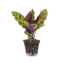 Calathea Lancifolia - Pfauenpflanze - Terrarienpflanze - Topfgröße 6