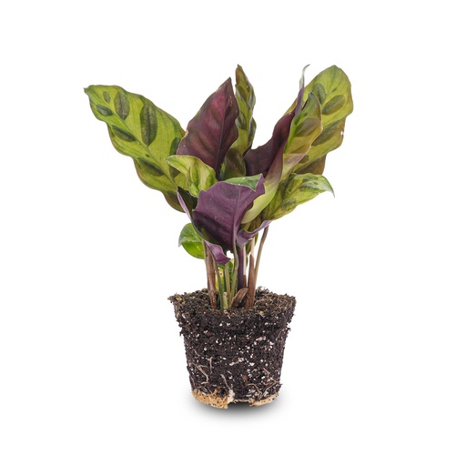 "Calathea Lancifolia - Pfauenpflanze - Terrarienpflanze - Topfgröße 6 image"