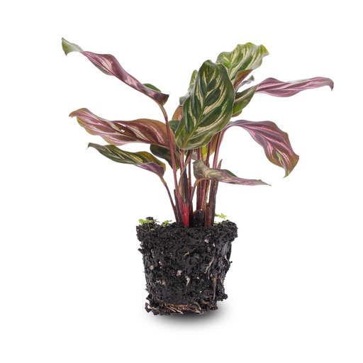 "Calathea Makoyana - Pfauenpflanze - Terrarienpflanze - Potmaat 6 image"