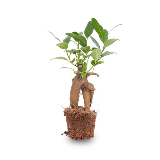 "Ficus Ginseng bonsai - Microcarpa - Potmaat Ø 6 cm image"