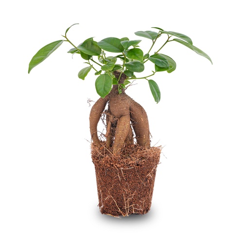 "Ficus microcarpa ginseng bonsai - Potmaat 9 image"