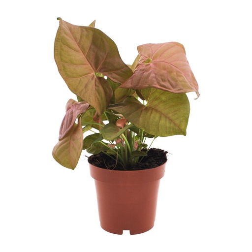 "Purpurtute (Syngonium podophyllum) – pflegeleichte Zimmerpflanze, Topf-Ø 12 cm, Höhe ca. 25 cm image"