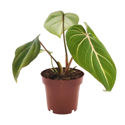 "Philodendron Selloum Atom - Ø12cm - ↕25cm image"