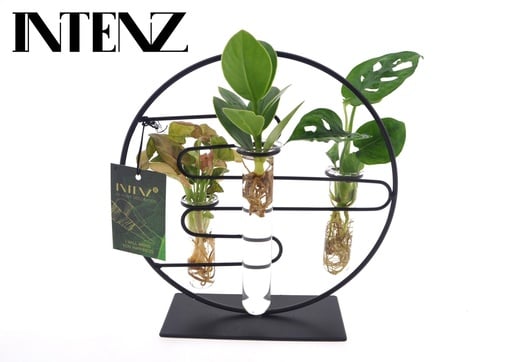 "Zimmerpflanzen Intenz Mix In Dubai 2.0 Glas - Ø12cm - ↕25cm image"